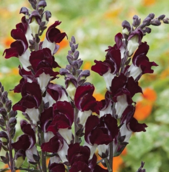 100+ Snapdragon Night and Day seeds