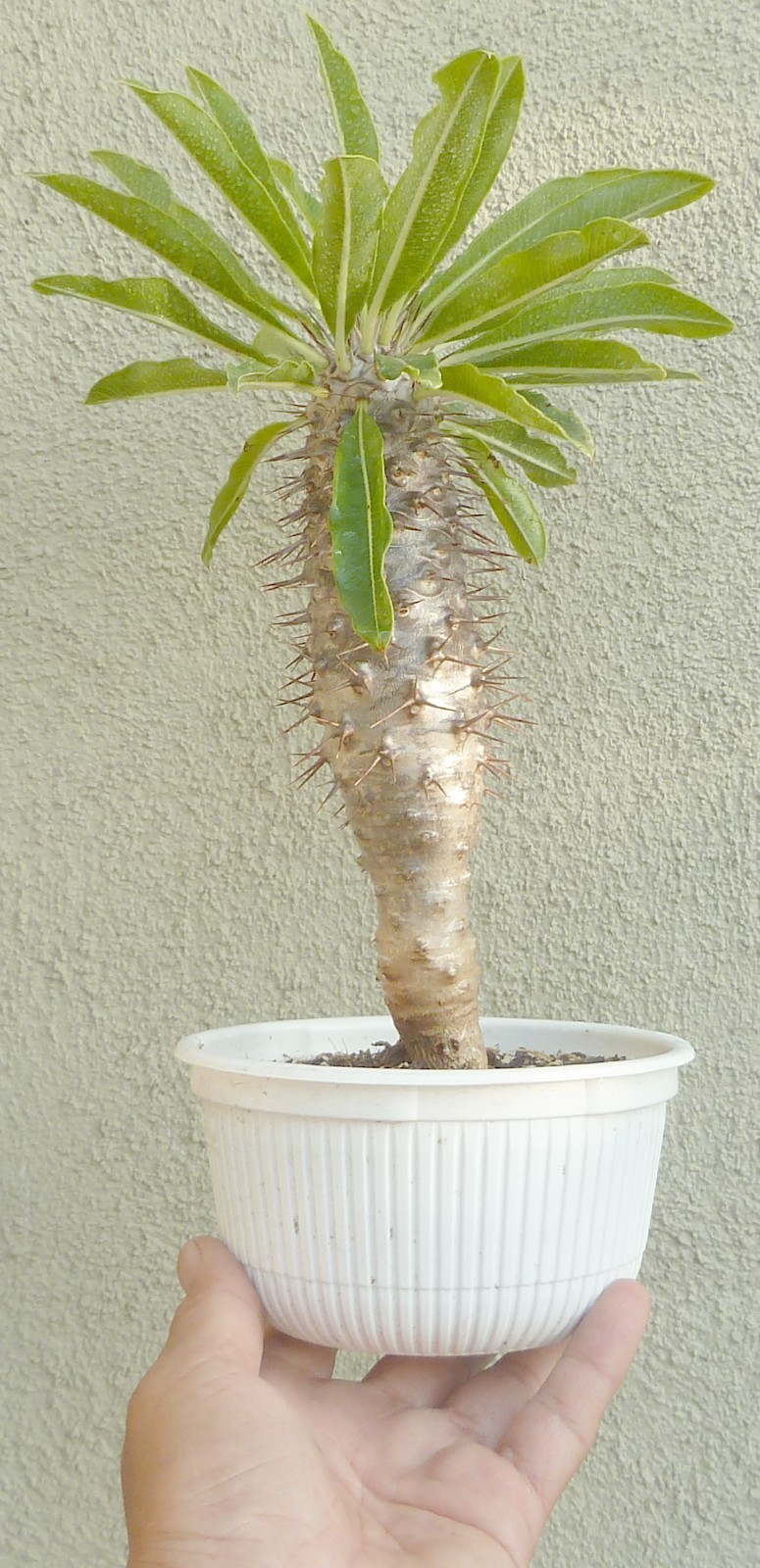 Madagascar Palm Pre Bonsai Dwarf Fat Trunk Pachypodium Succulent Flowers