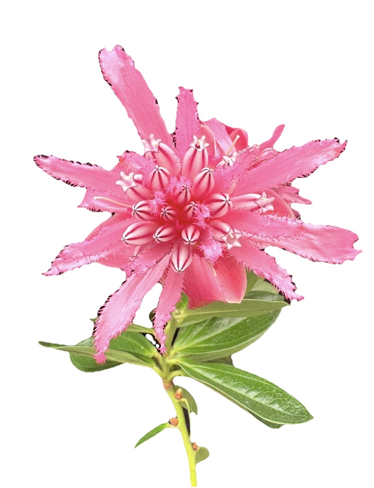 Cavendishia adenophora Pink BS Neotropical Ericaceae 4.5” Pot Tasty Berries