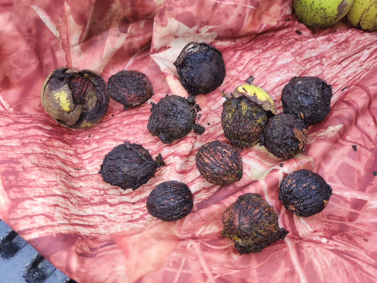 Organic Pennsylvania Black Walnut Juglans Nigra seeds Harvested Fresh 2023