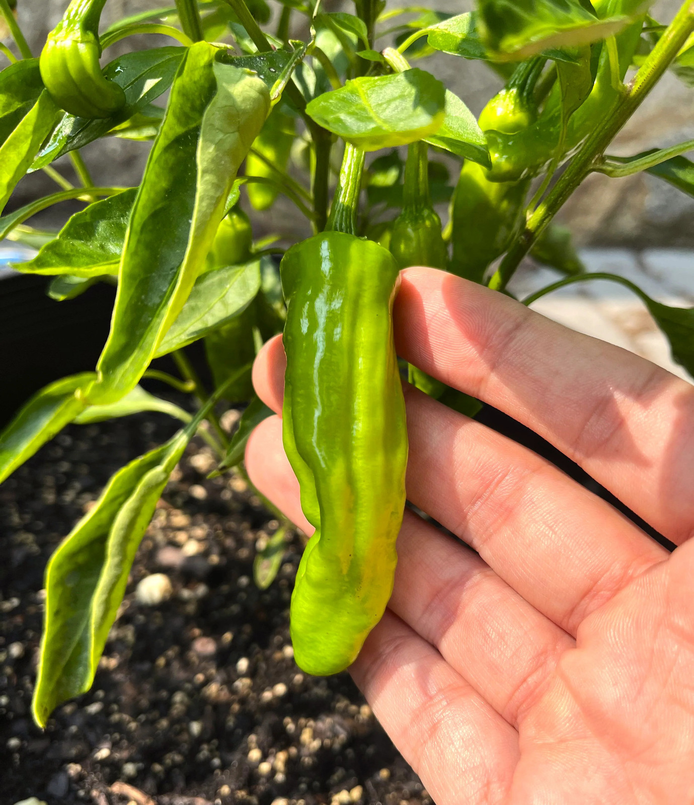 Shishito Pepper Seeds | Sweet Mild Japanese Green Chili Peppers Asian Seed 2025