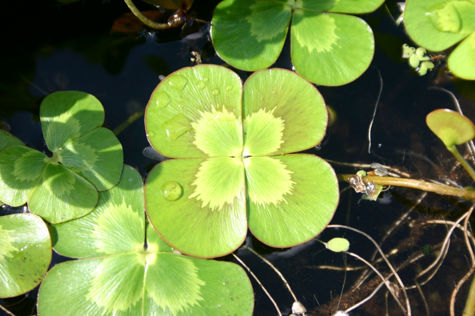 Live Variegated Four Leaf Clover Winter Hardy Aquatic Marginal Pond/Bog Plant
