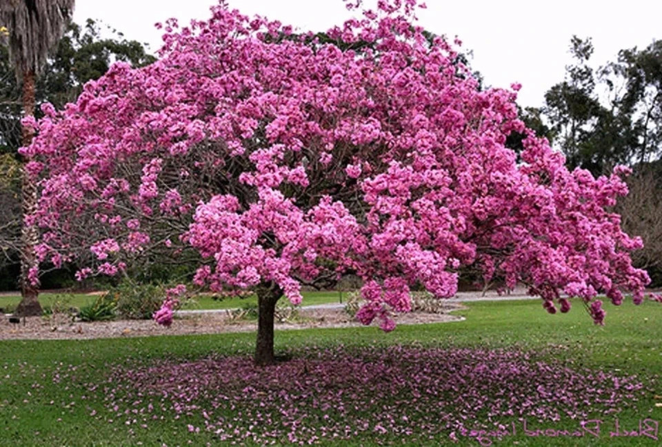 24”-36” Tabebuia Trumpet Tree-Tabebuia heterophylla-Rooted Starter Plant