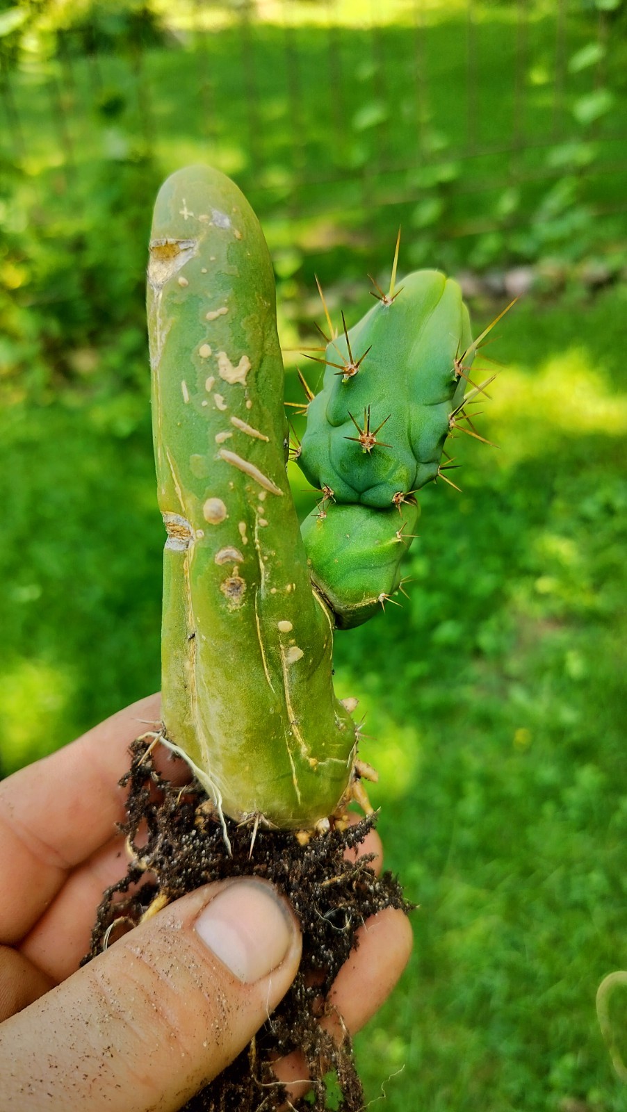 Sacred Cactus – Bridgesii TBM -Short Type- Fully Rooted ( Exact Cactus)