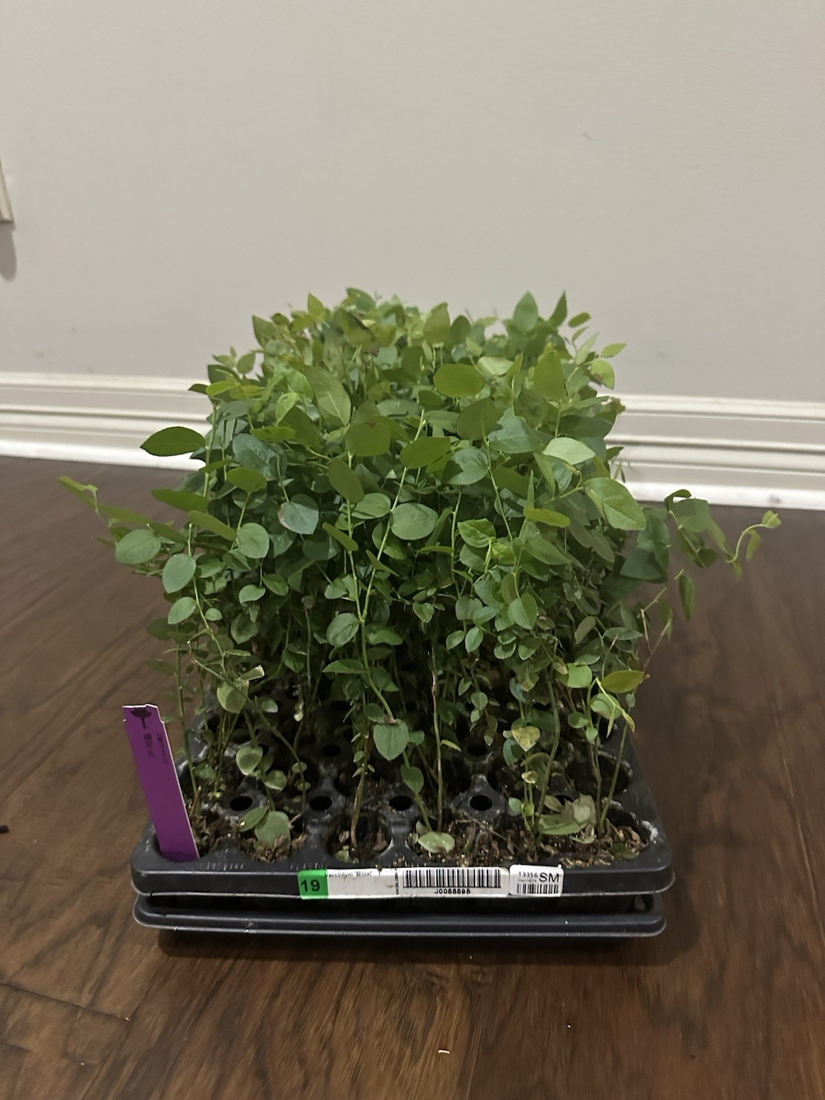 Biloxi Southern Highbush Blueberry – 1 TC plant/plug -6-10 in – Edible Fruit!!!