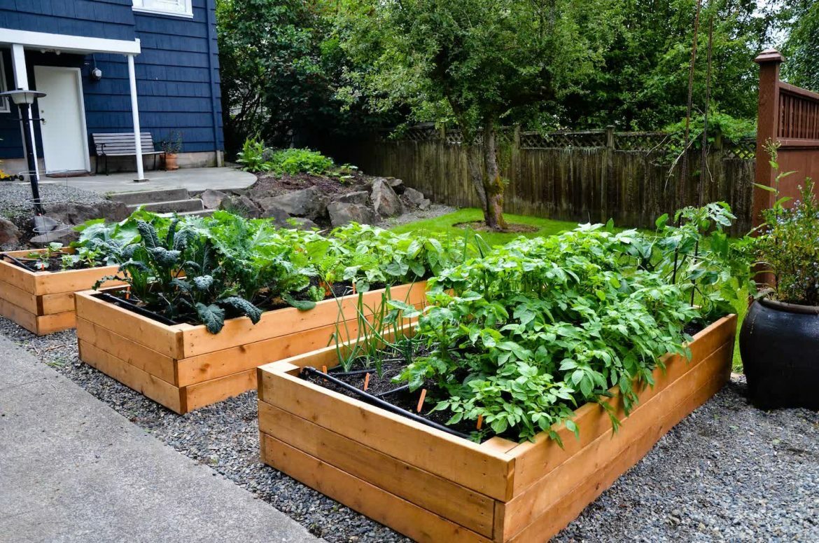 Vegetable Seed MEDIUM SURVIVAL Garden Collection 20 Types Heirloom NON-GMO