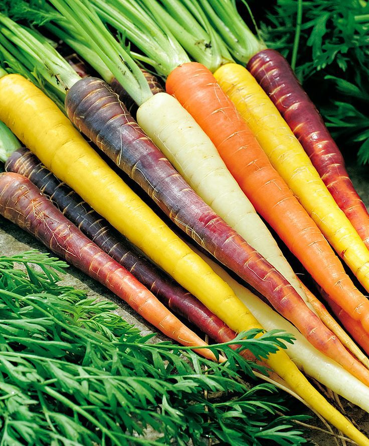 400+RAINBOW CARROTS Seeds 5 Colors Native Heirloom Vegetable Garden Container