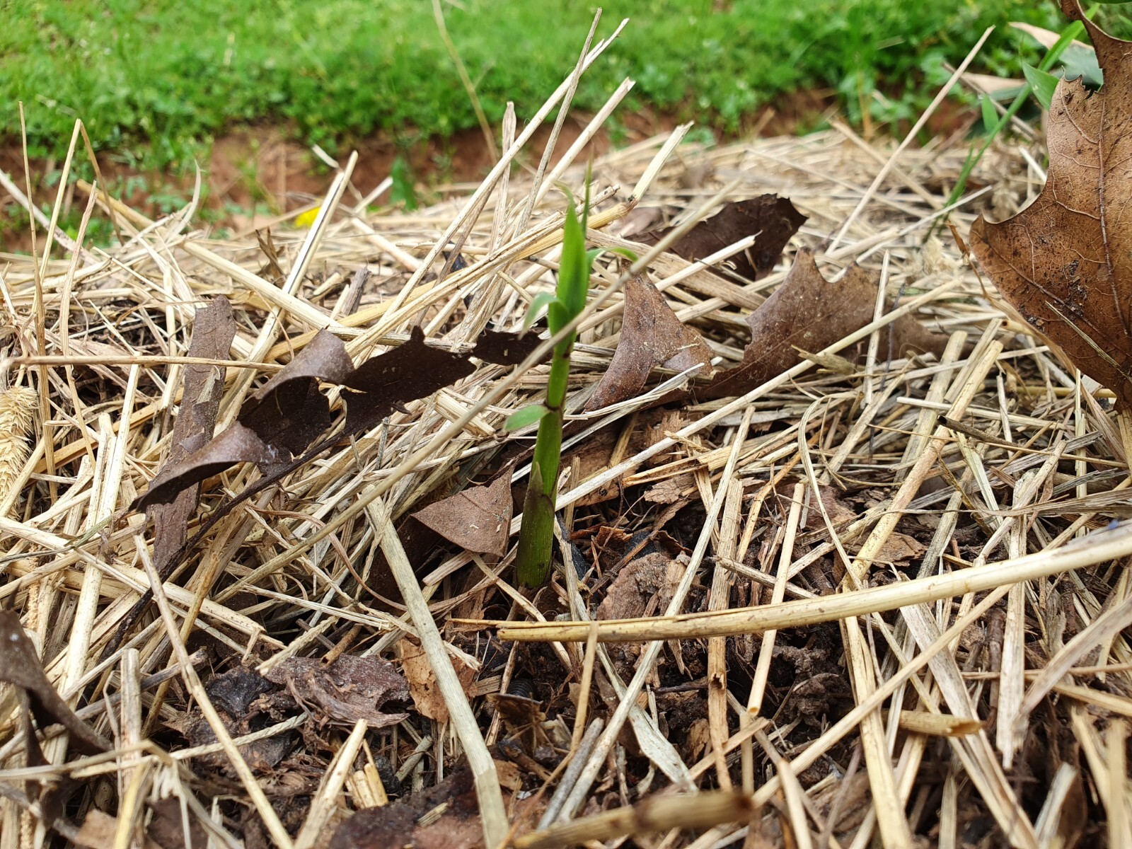 Madake Bamboo (3) Rhizomes (Phyllostachys bambusoides) – Japanese Timber Bamboo