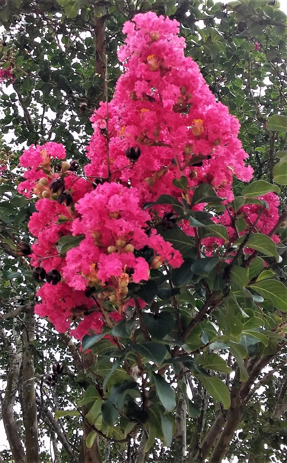 2 LIVE PLANTS HOT PINK CREPE MYRTLE TREES FLOWERING ROOTED CUTTINGS CRAPE BUSH