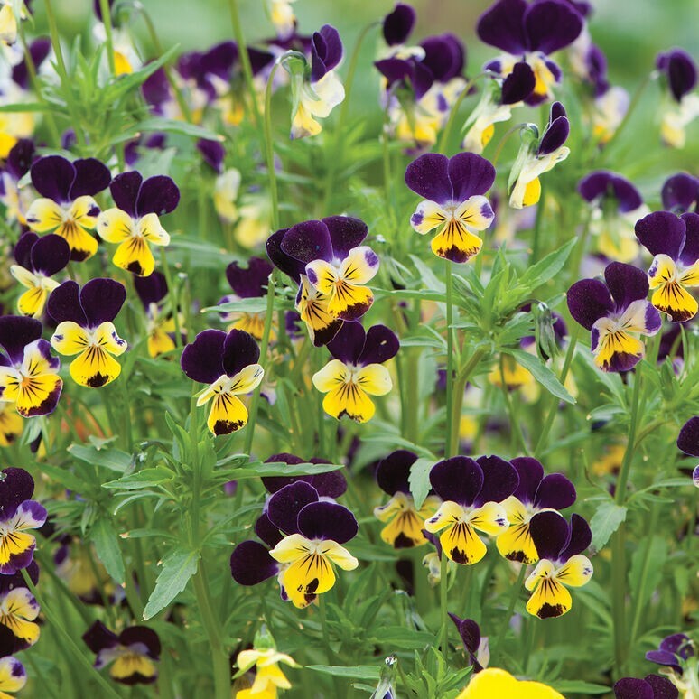 50+ Viola Helen Mount seeds