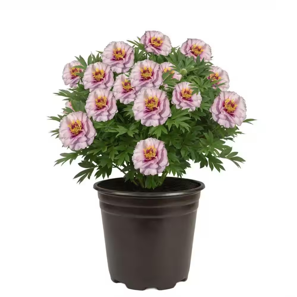 3 Gal. Caradonna Salvia Live Perennial Plant (1-Pack)
