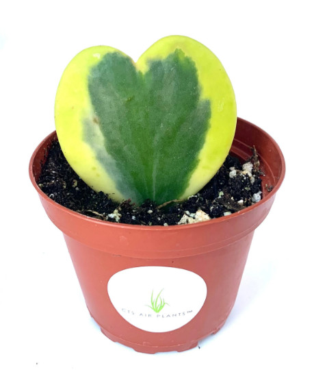Sweet Heart Houseplant Hoya Kerrii Variegated