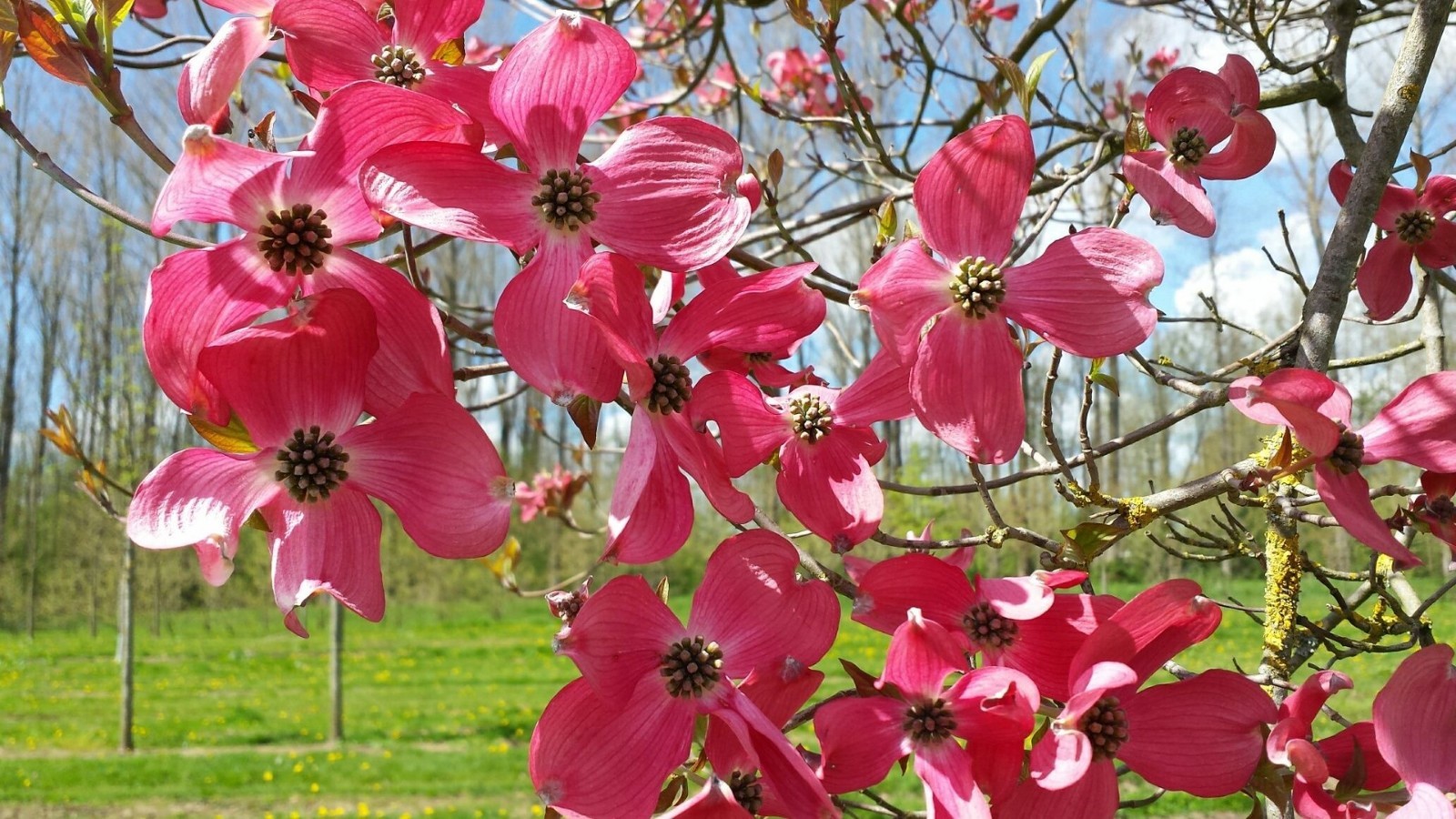 Cornus florida RED FLOWERING DOGWOOD Seeds!