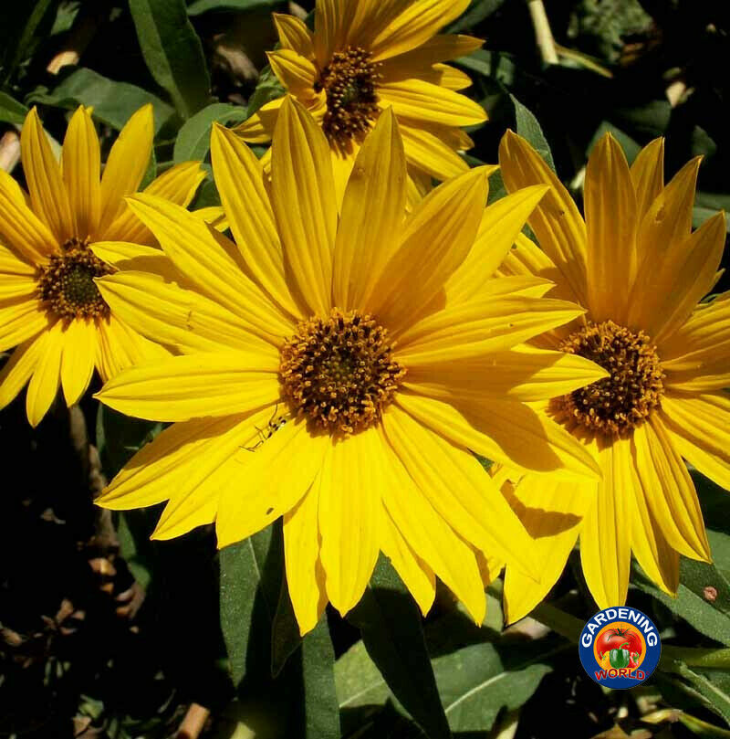 Maximilian Sunflower Seeds Helianthus Maximiliani (200 to 2000 SEEDS)
