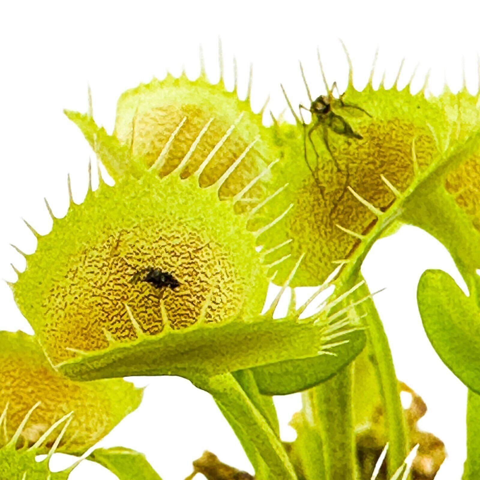 King Henry Venus Fly Trap Carnivorous Plant – Dionaea muscipula – Live Plant