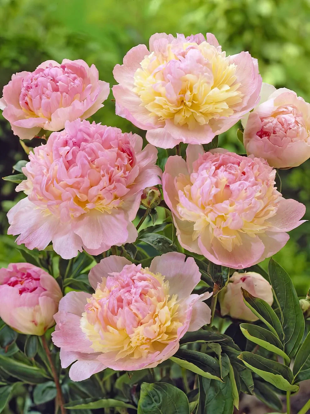 1 Bareroot Root Raspberry Sundae Peony