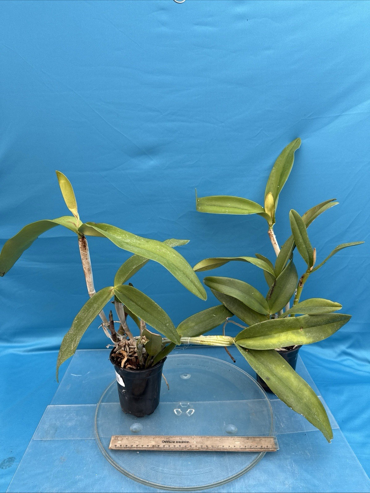 Cattleya Kay Fresh Divisions BS Purple Pink Orchid Hybrid SHEATH 4.5” Pot