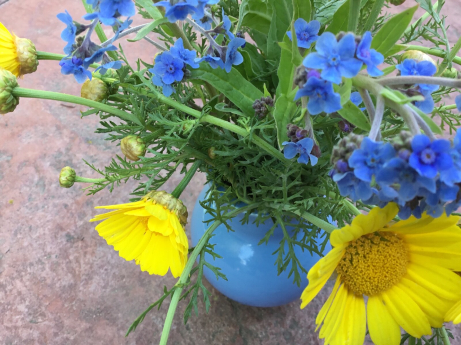 Flowers of Ukraine Flag Blue and Butter Yellow Seeds Forgetmenot and Daisy
