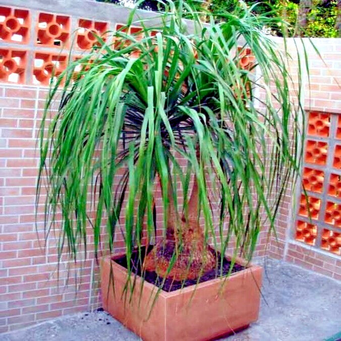 Ponytail Palm Tree Seeds (Beaucarnea recurvata) Elephant Foot Indoor House Plant