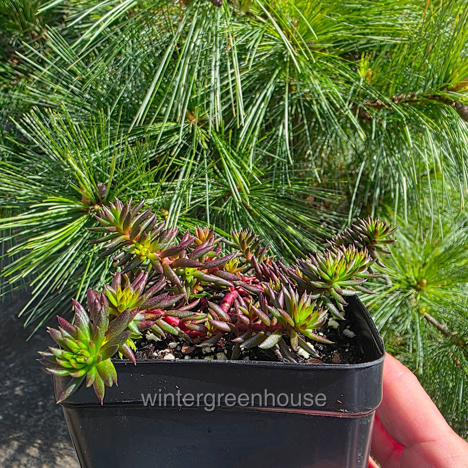 Sedum rupestre, Red Angelina, Reflexed Stonecrop, Container Size: 3.5″ square