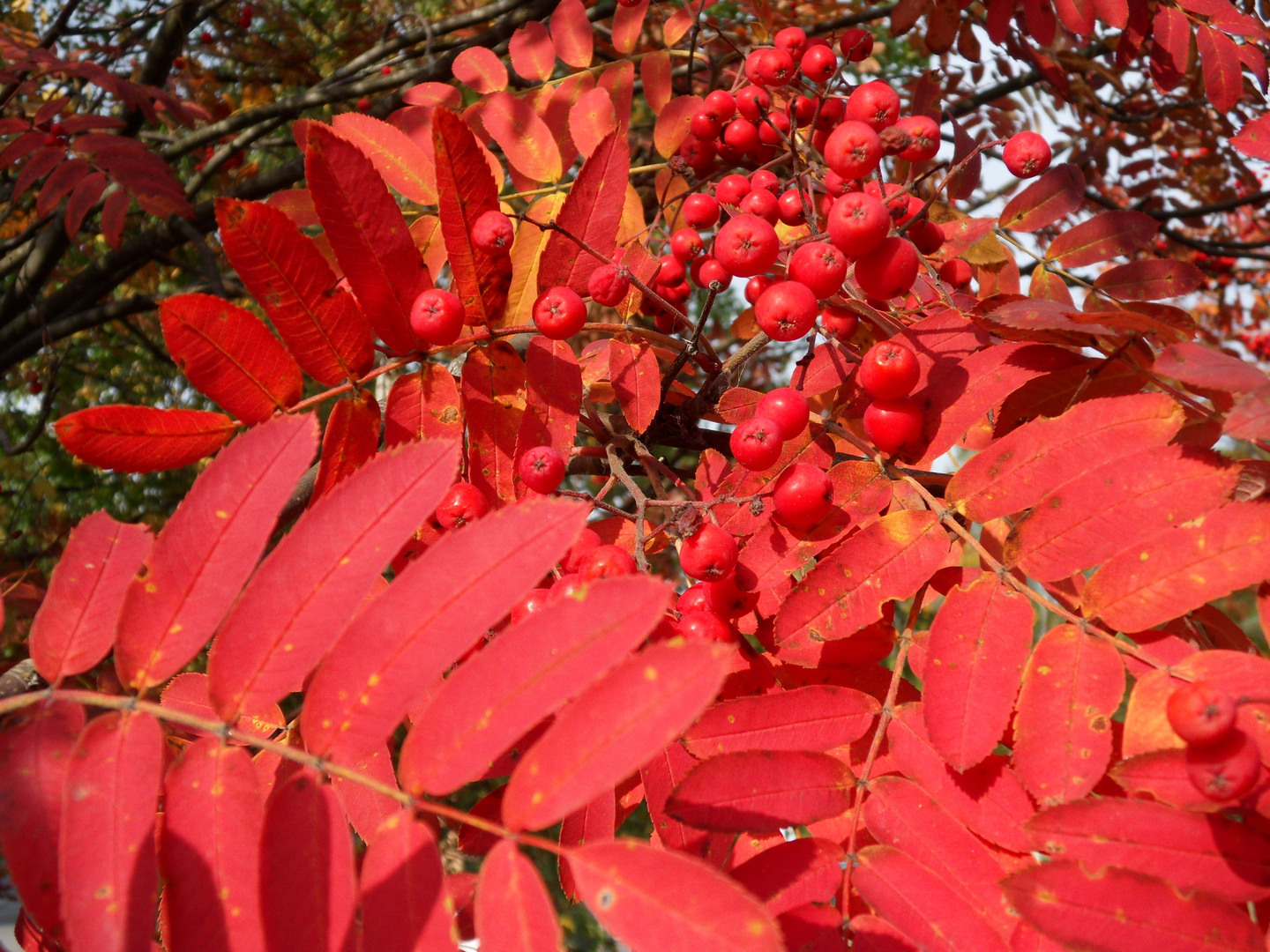 Rowan, (European Mountain Ash), Sorbus aucuparia, Tree Seeds