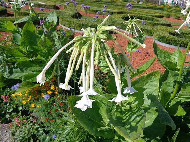 FLOWERING TOBACCO 550 SEEDS, WHITE, LONG, TUBULAR FLOWERS, NICOTIANA SYLVESTRIS