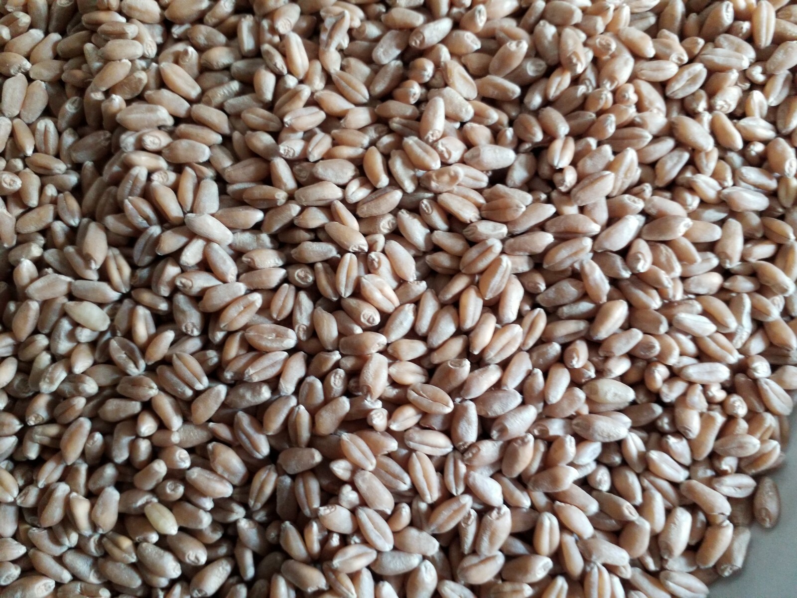 1 Lb (16 ounces) Semillas de Trigo Orgánicas/Organic Wheatgrass Seeds