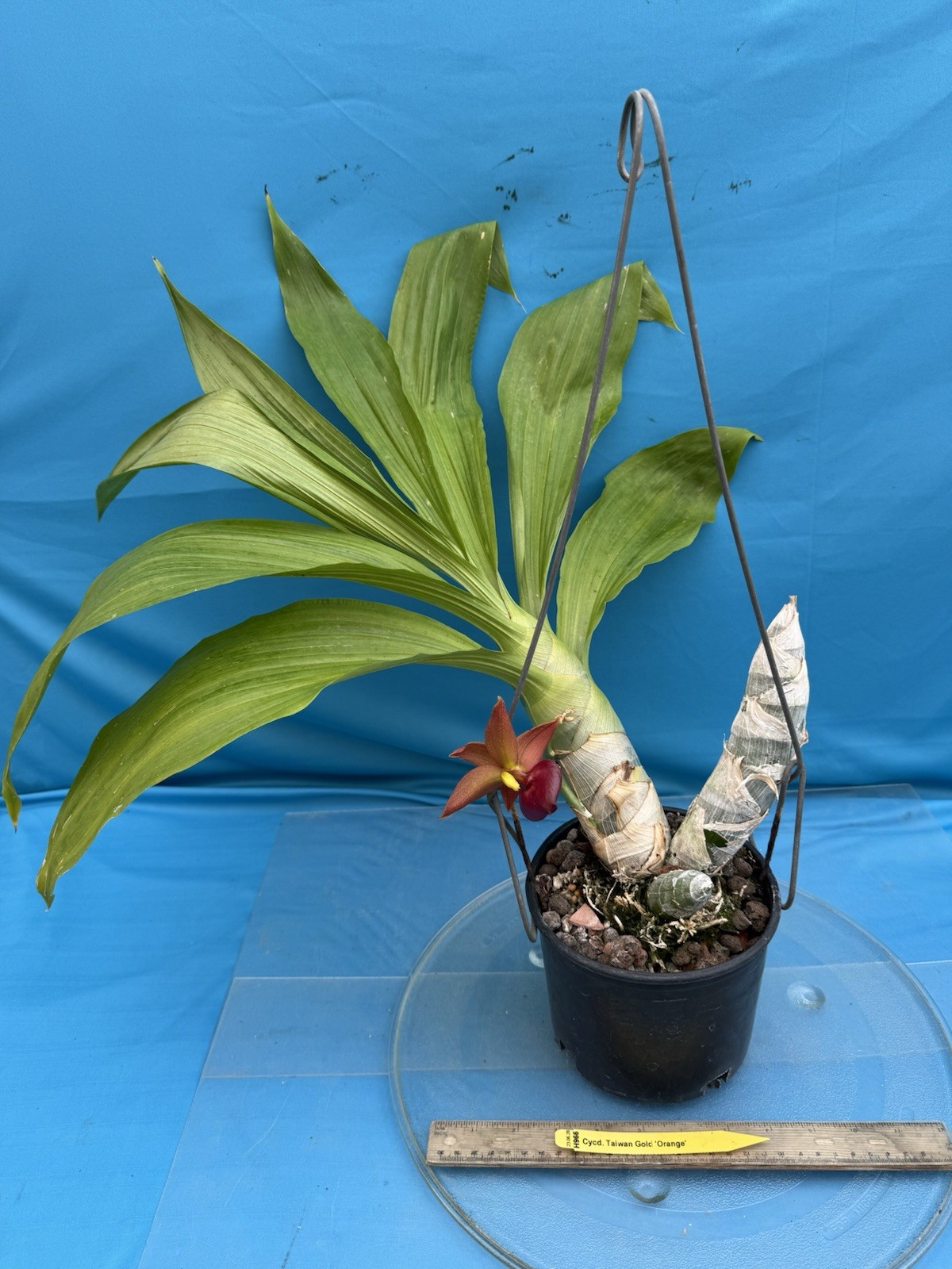 Cycnodes Taiwan Gold ‘Orange’ Red Fragrant Bloom Size Orchid Species 6.5” Pot