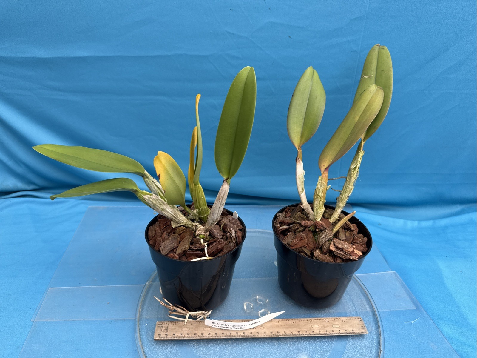 Rlc Orglade’s Nigrescent X Hawaiian Ruby Fragrant Red Orchid Eros Hybrid 7” Pot