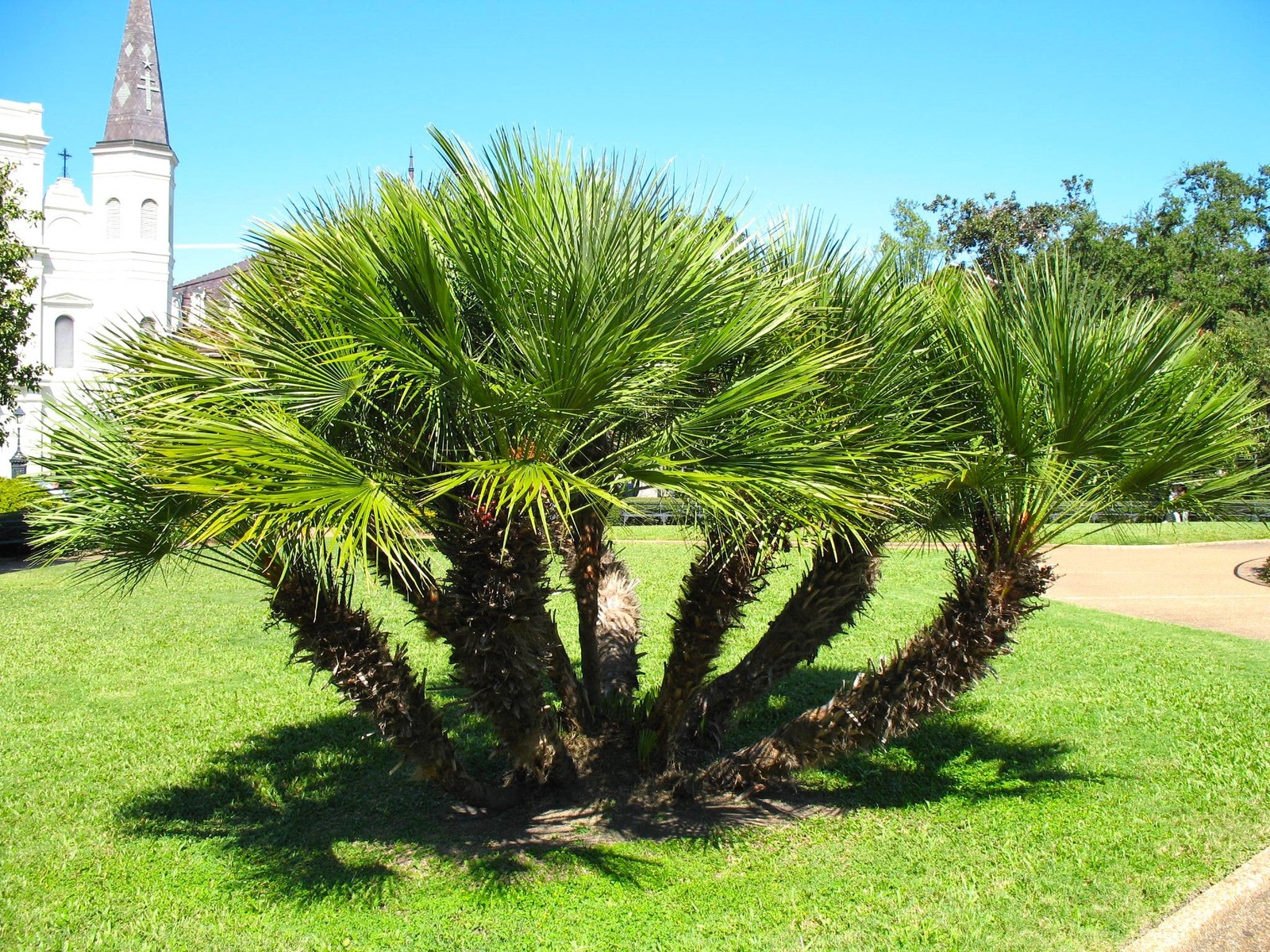 European Fan Palm Tree Seeds |Chamaerops Humilis Palmito Seed 2025 Fast Shipping