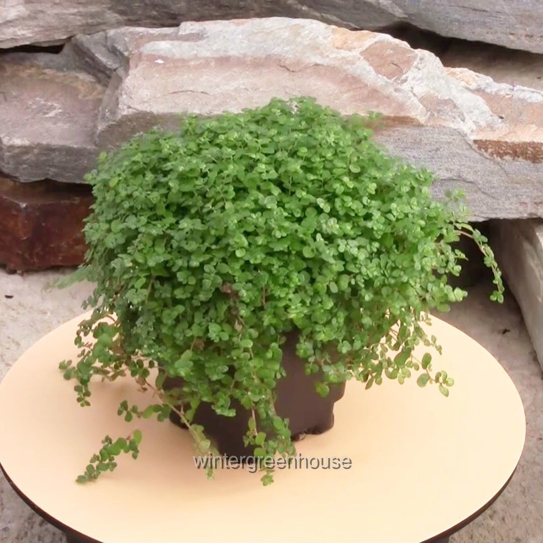Soleirolia soleirolii, Baby Tears, Green, Container Size: 3″ (2.6×3.5″)