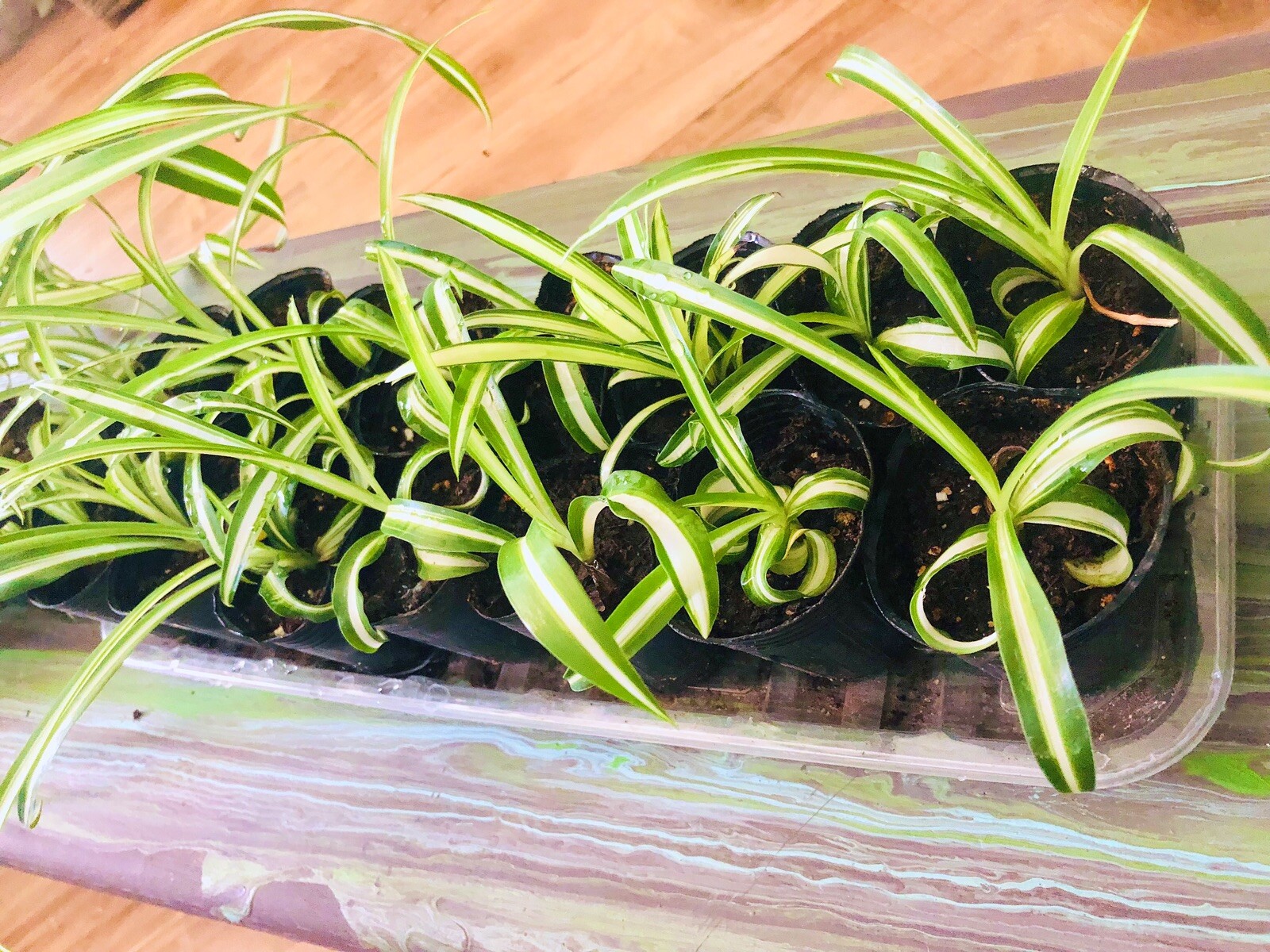 Spider Houseplant ‘Chlorophytum Comosum” live Plant various size