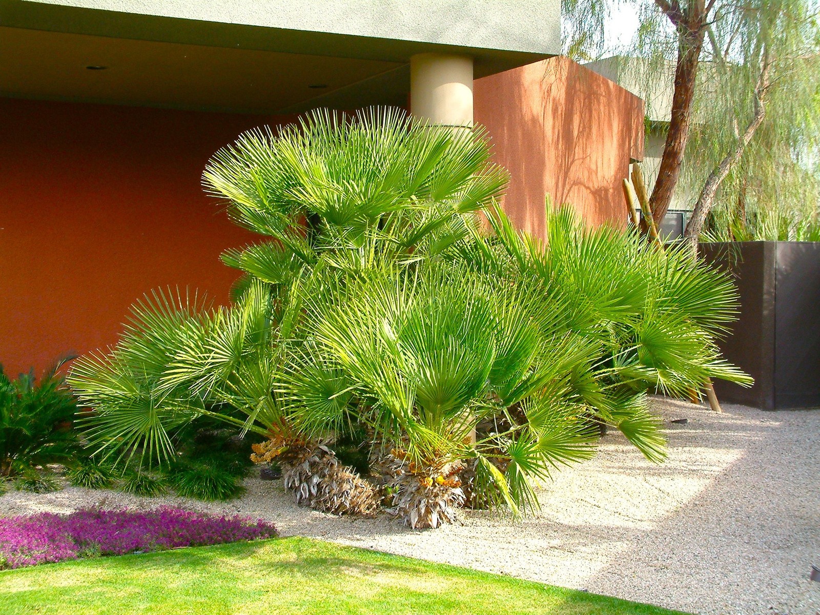 European Fan Palm Tree Seeds |Chamaerops Humilis Palmito Seed 2025 Fast Shipping