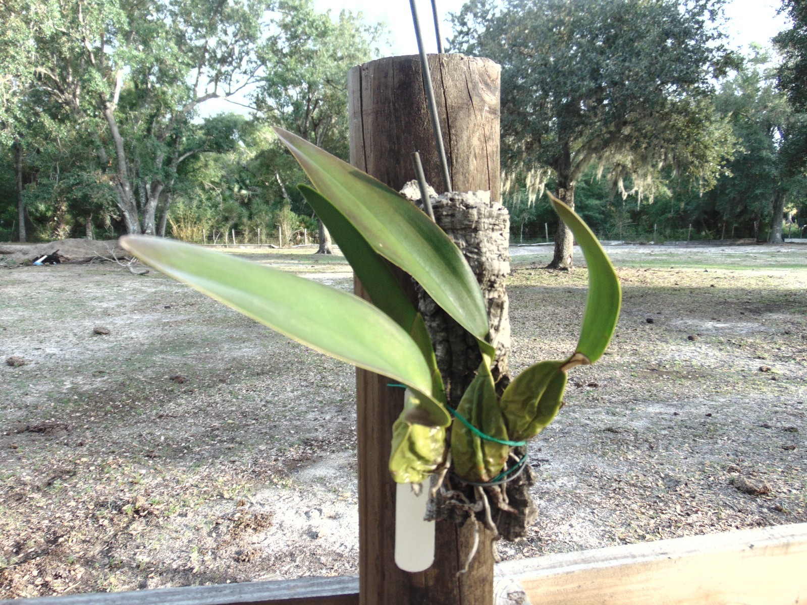 Laelia rubescn var.semi-alba Mounted cork bark Species LARGE PLANT