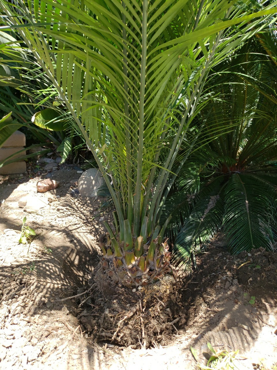 Rare Macrozamia Cycad Live Plant Sago Palm Tree to 66″ Long Leaf 27″ base