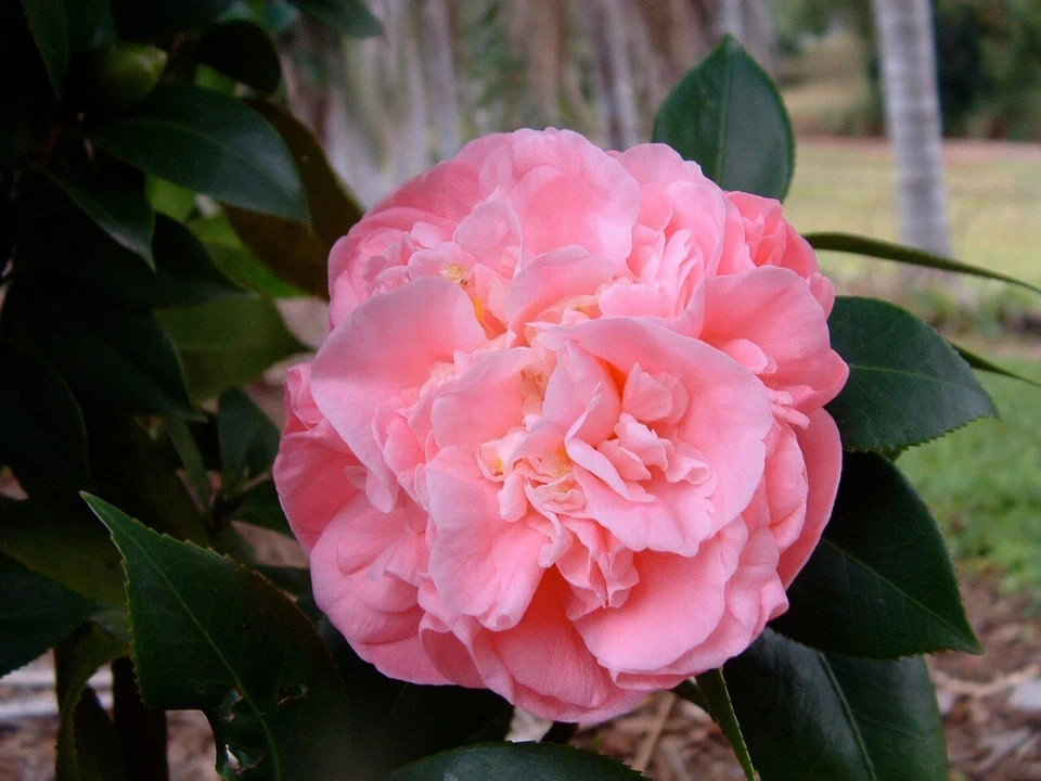 Debutante~Camellia Japonica-Live Starter Plant -Highly Variable Blooms!