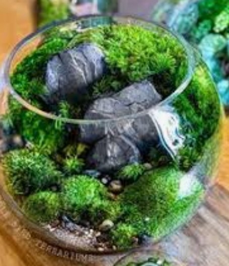[4] Gal. Live Mood / Sheet / Fern Moss – Terrariums, Vivariums, Fairy Gardens