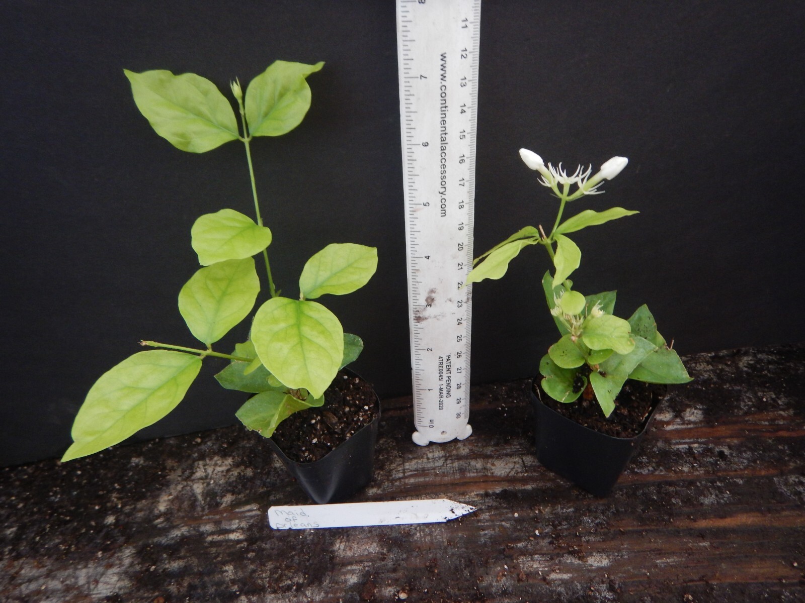 MAID OF ORLEANS JASMINE~Jasminum sambac~~Rooted STARTER Plant~Extremely Fragrant
