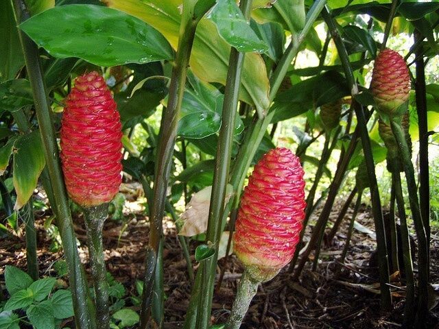2 Shampoo Ginger Rhizomes, Zingiber Zerumbet, Pine Cone, Free Ship w/ Free Offer