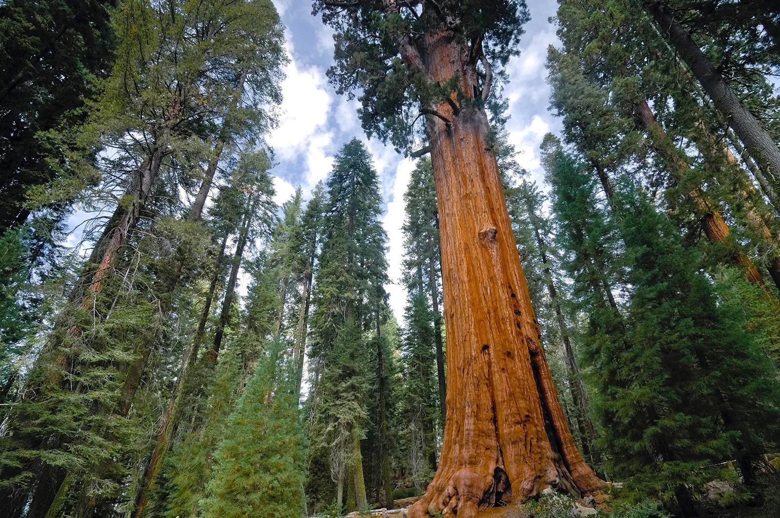 1 Giant Sequoia 6-12″ Bare Root Starter Plant