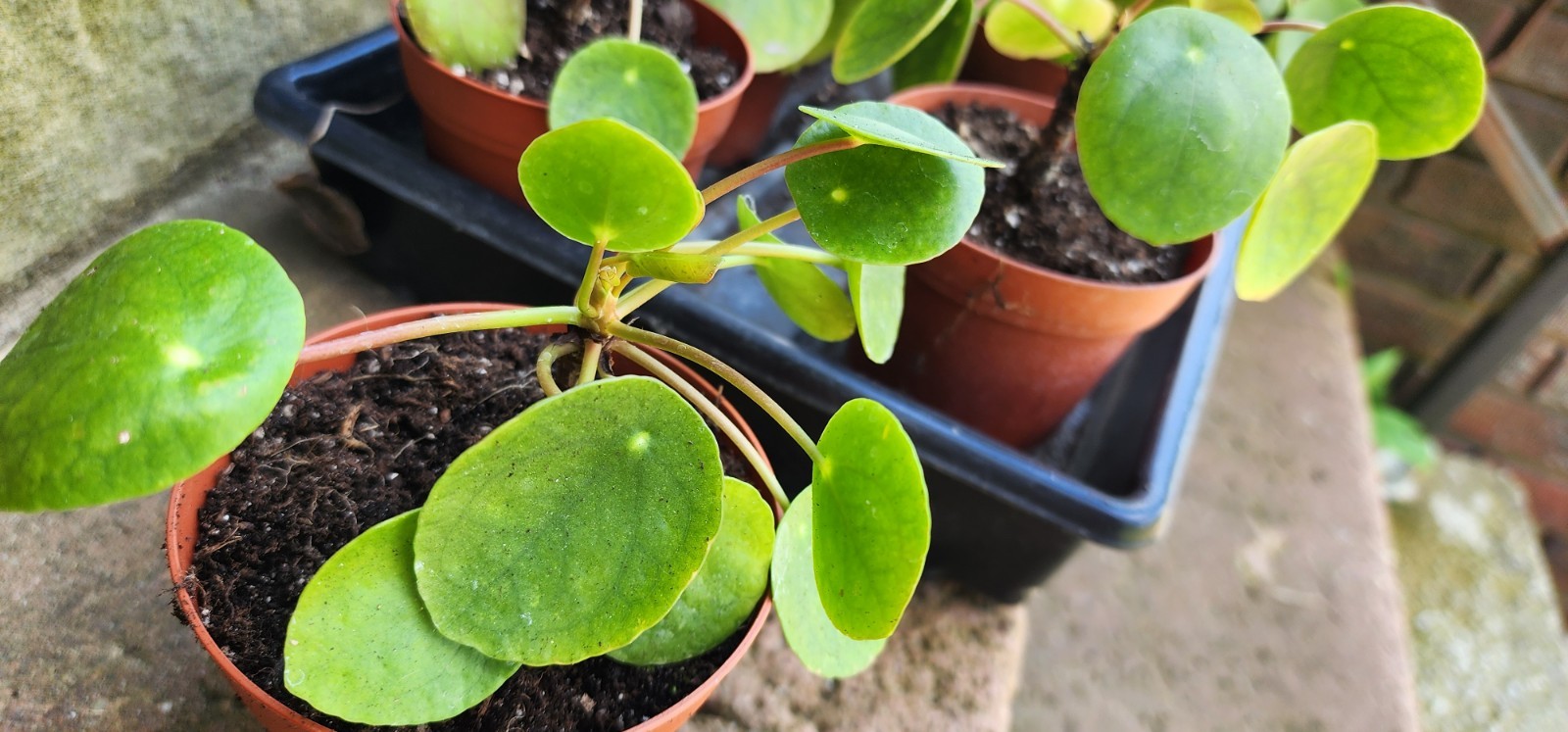 Pilea Peperomioides UFO Plant Chinese Money Houseplant Peperomia Pancake