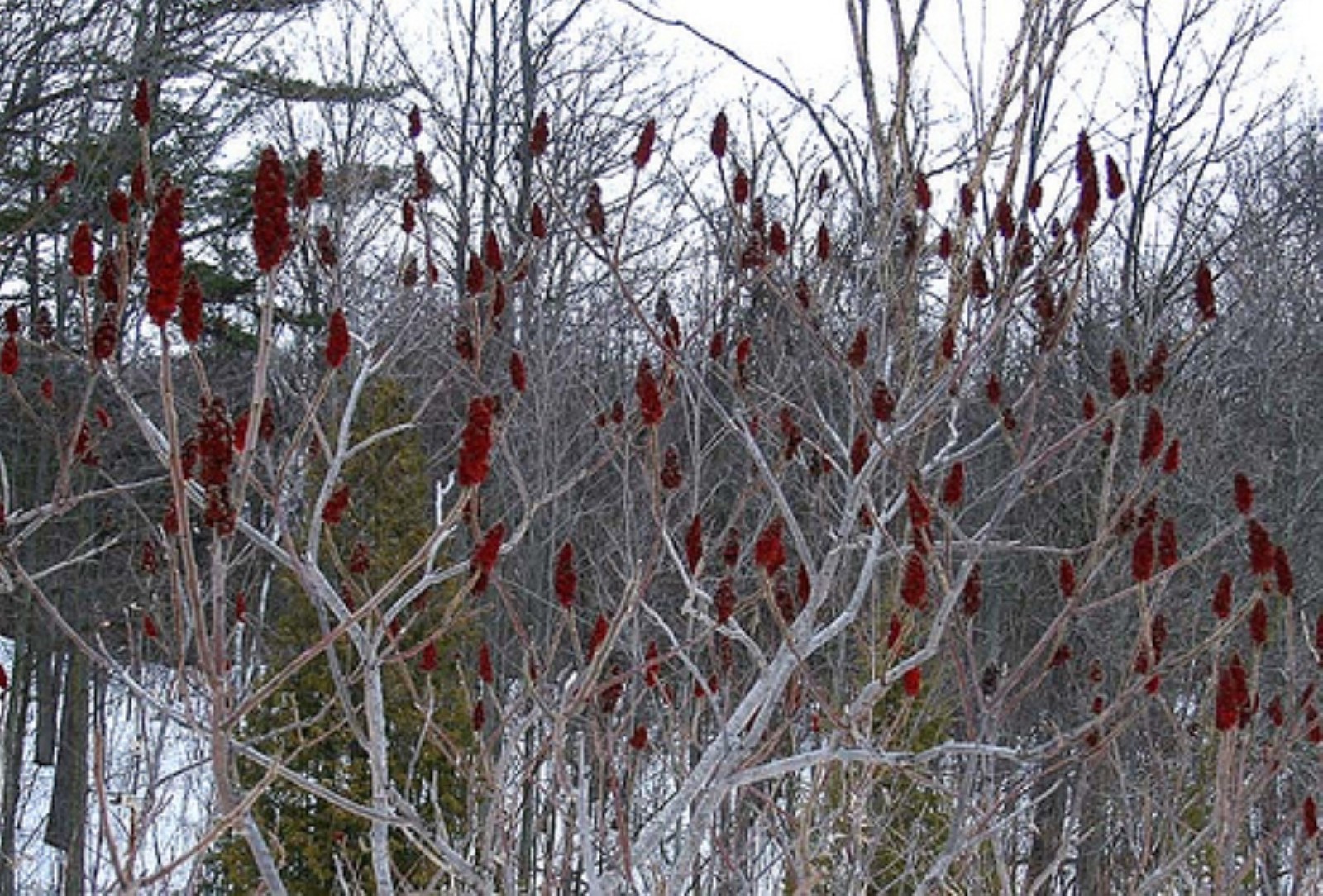 Staghorn sumac 1-2 year old, Pink lemonade plant!! Bare root