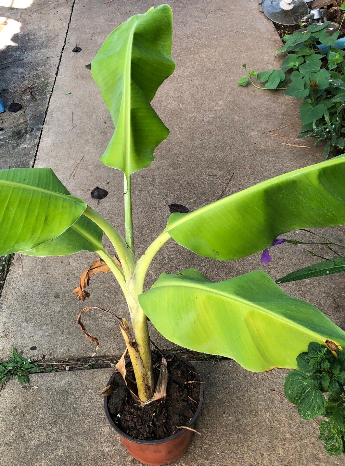 ORGANIC Musa -Dwarf Cavendish -10″-50″ Banana Tree Ready to grow up Select Size