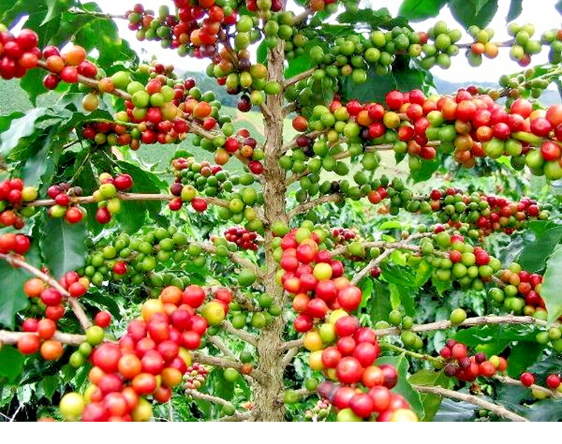 Coffee Bean Coffea arabica, tropical tree rare shrub exotic cafe seed 12 SEEDS