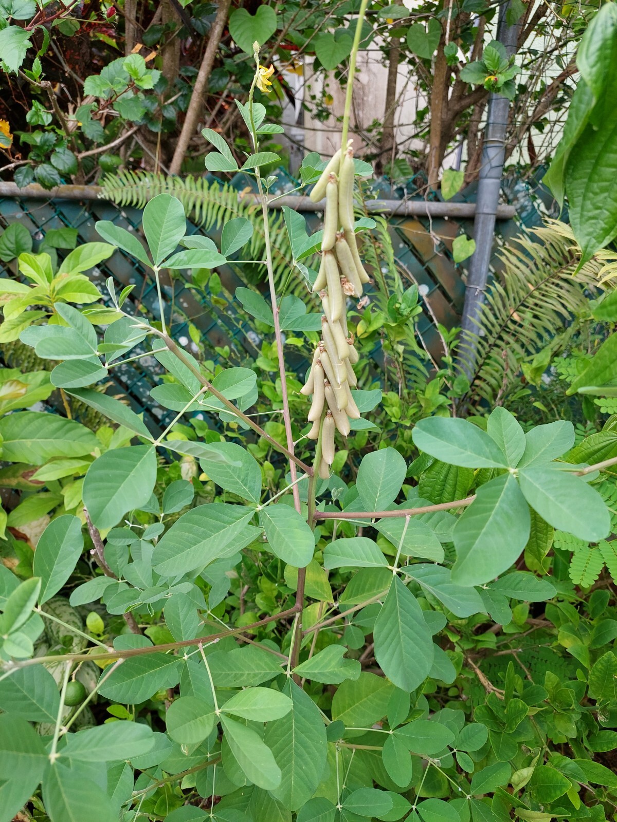 Smooth Rattlebox (Crotalaria Pallida) 50+ Seeds From Puerto Rico