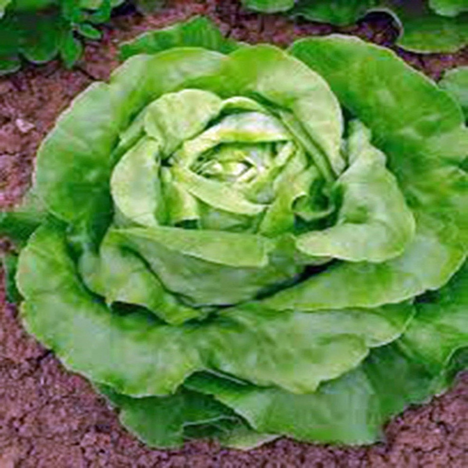1000+ Buttercrunch Butterhead Lettuce Seeds — —- NON GMO —–FRESH