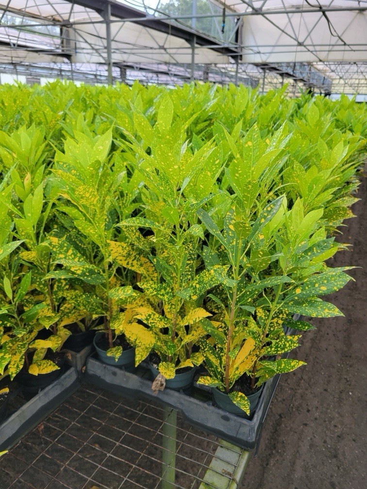 Croton Gold Dust