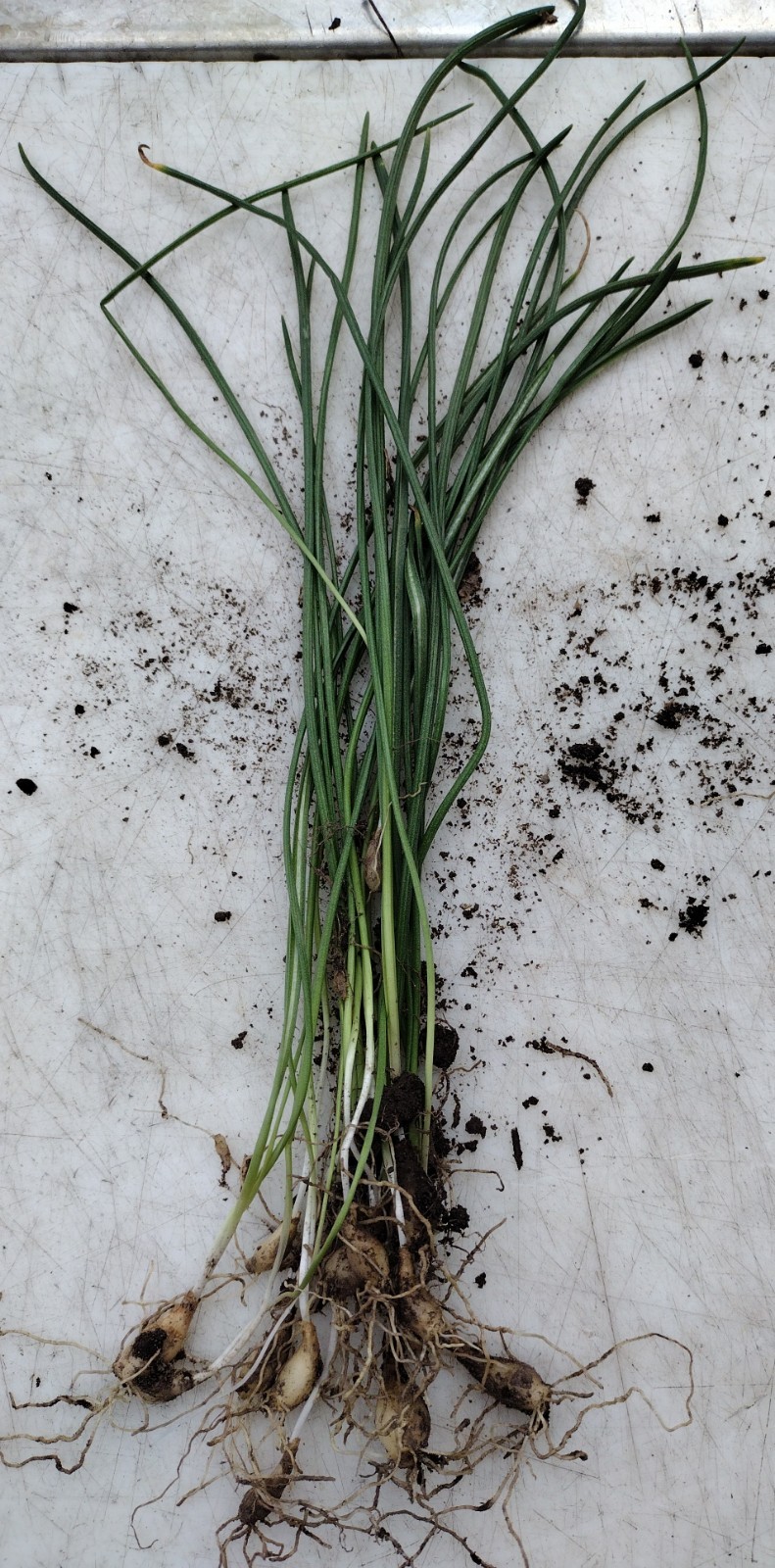 Beautiful Star of Bethlehem Ornithogalum Umbellatum 20 Plant Bulbs