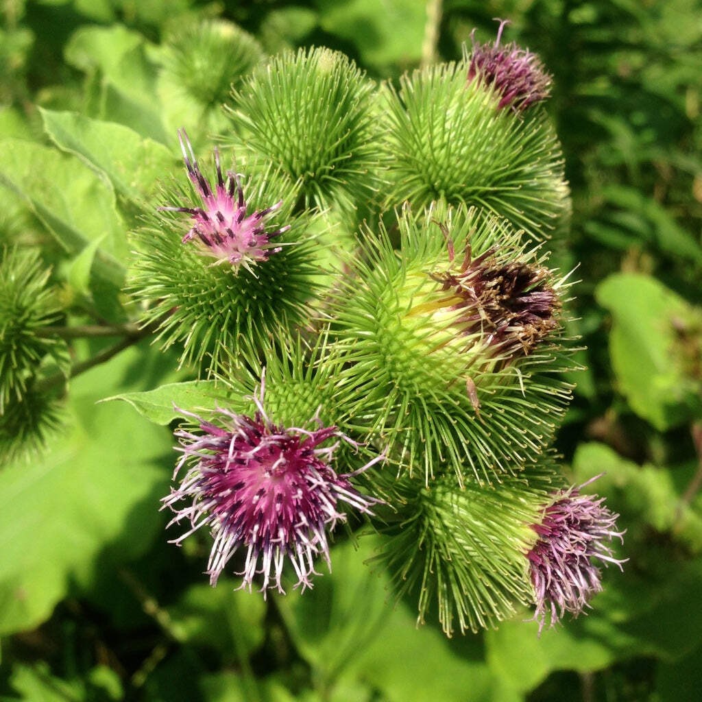 Gobo Burdock Seeds (Arctium lappa) ~Traditional Herb Perennial Pollinator Garden