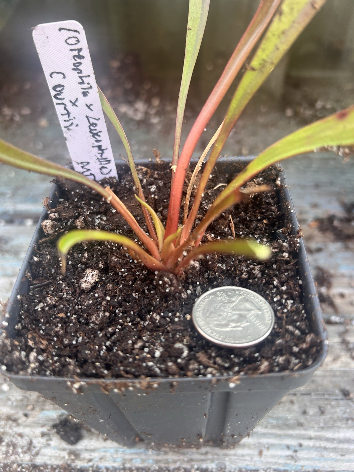 Sarracenia (oreophila X Leucophylla) X Courtii Medium Division